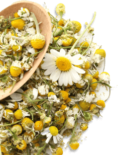 Picture of chamomile flower