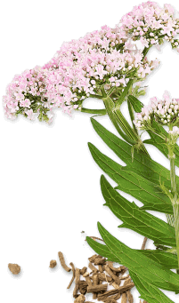 Picture of valerian flower